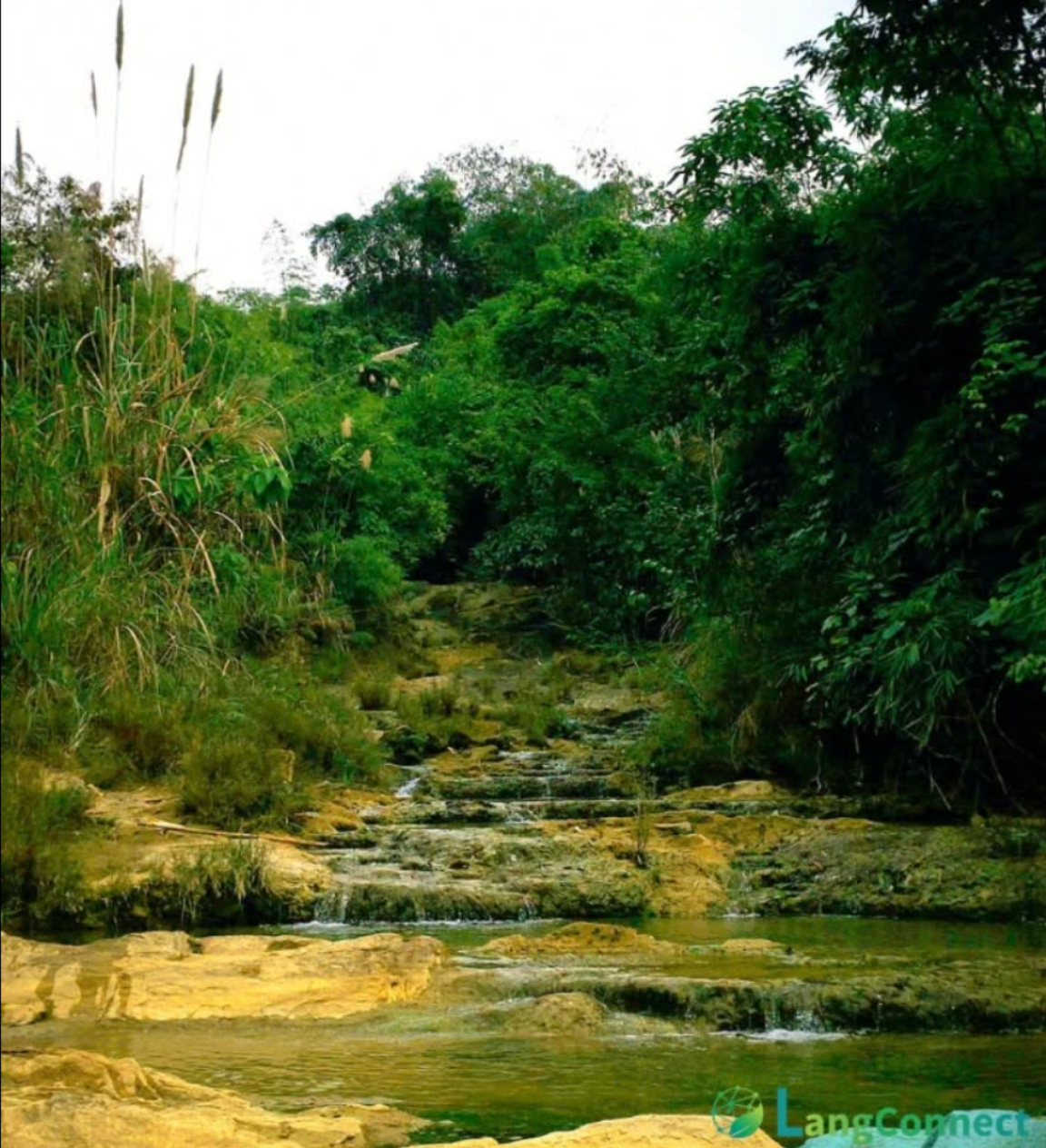 Dòng suối nhỏ giữa khu rừng xanh